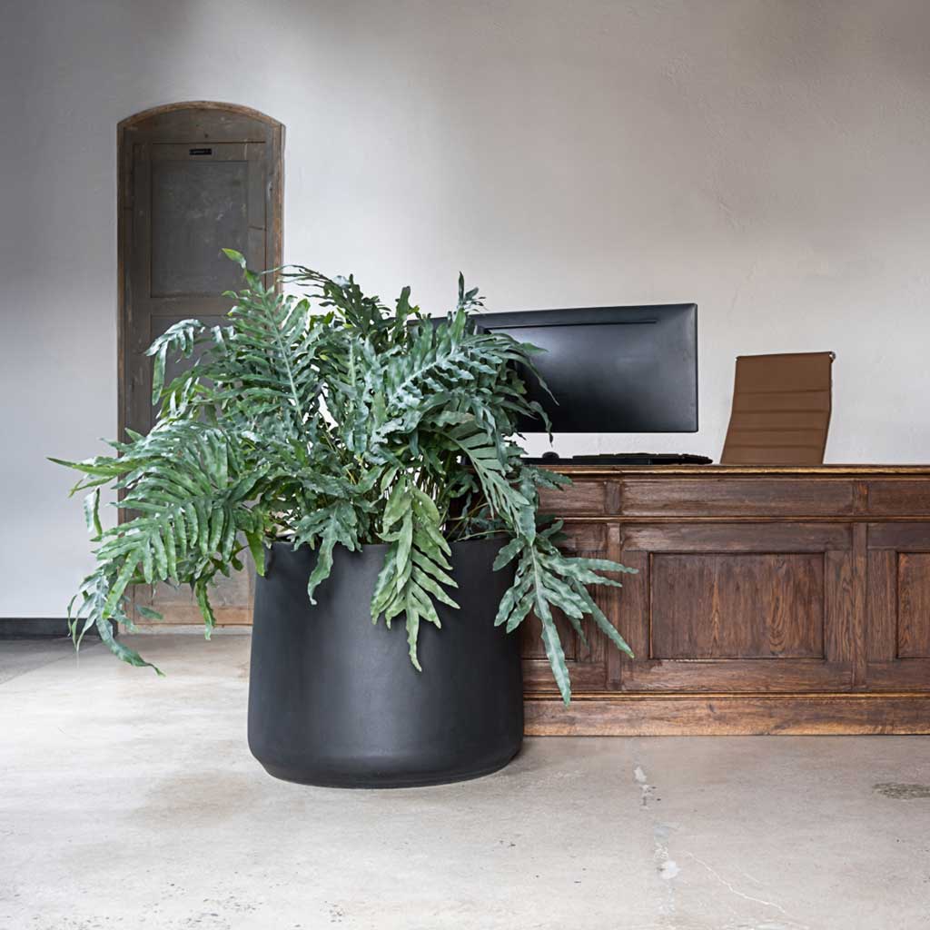 Jumbo Patt Natural Planter Black Reception Planter