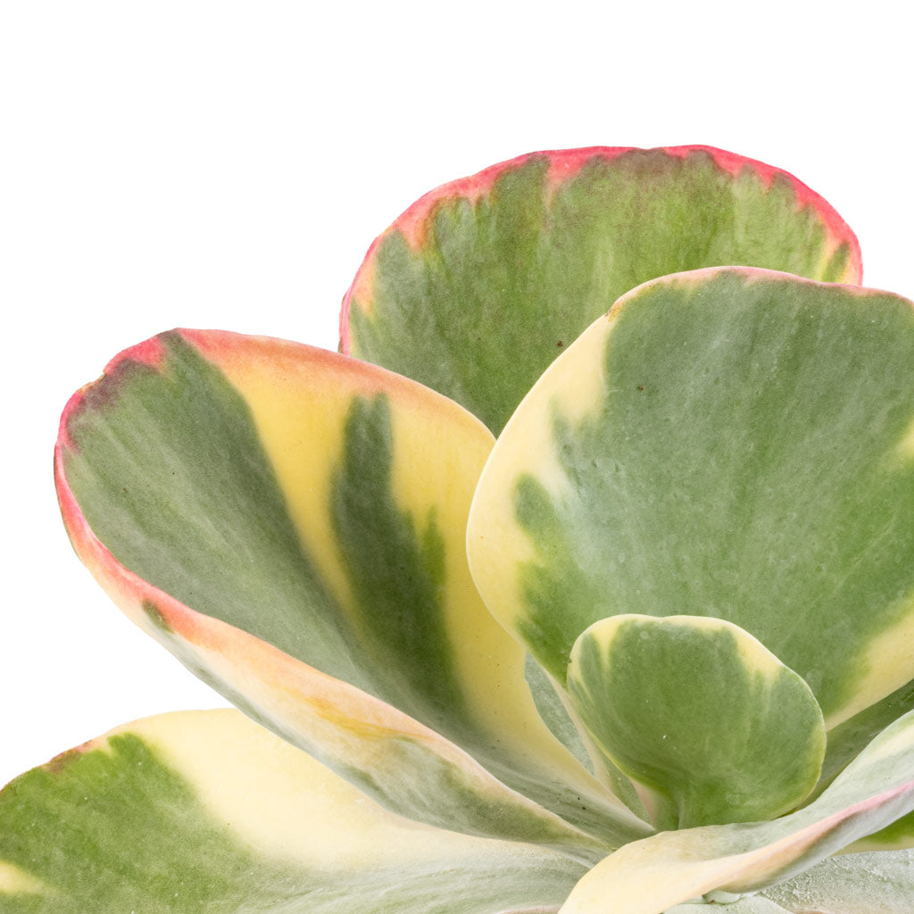 Kalanchoe luciae Fantastic - Paddle Plant & Dave Plant Pot - Earth