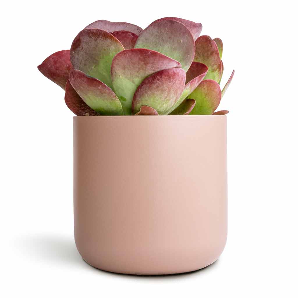 Kalanchoe thyrsiflora - Paddle Plant