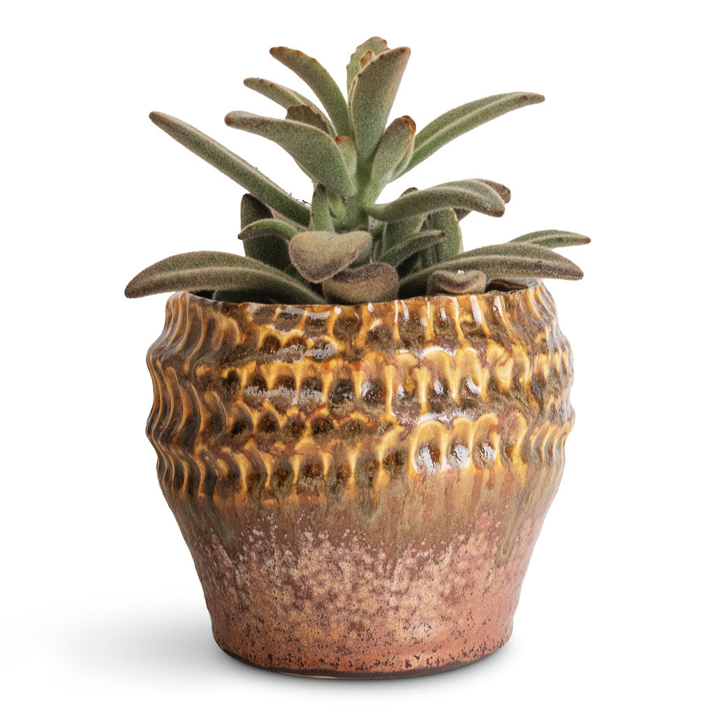 Kalanchoe tomentosa Panda Plant - 8.5x15cm In Deb Pot Savannah - 13x11cm