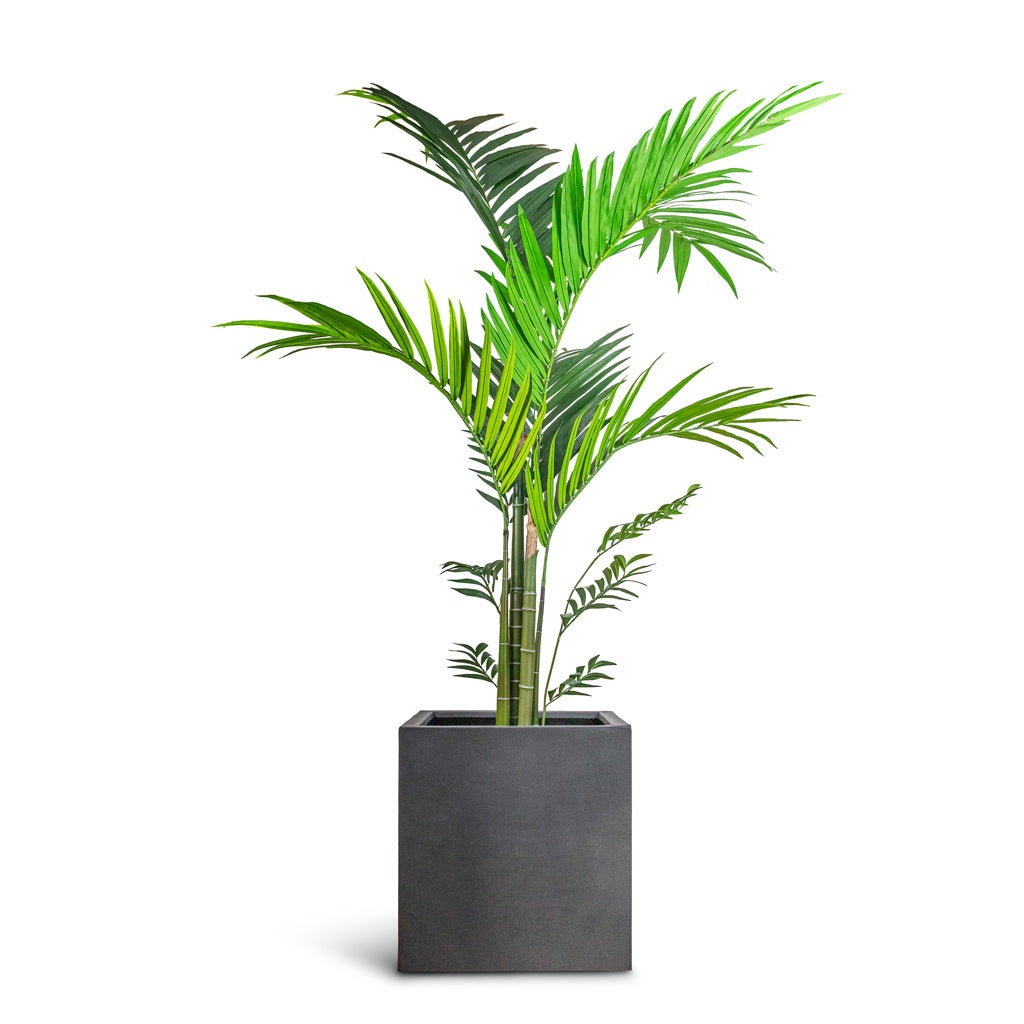 Kentia Palm Artificial In Block Natural Planter Black 