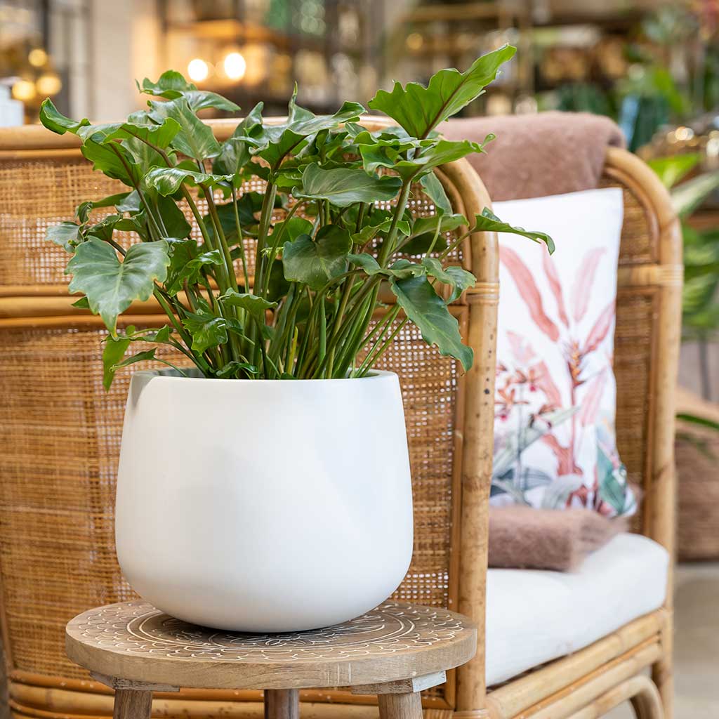 Kevan Plant Pot Matt White Philodendron Xanadu Plant