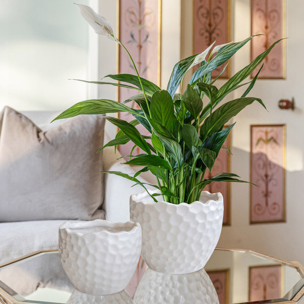 Kew white pot with a Bellini house plant