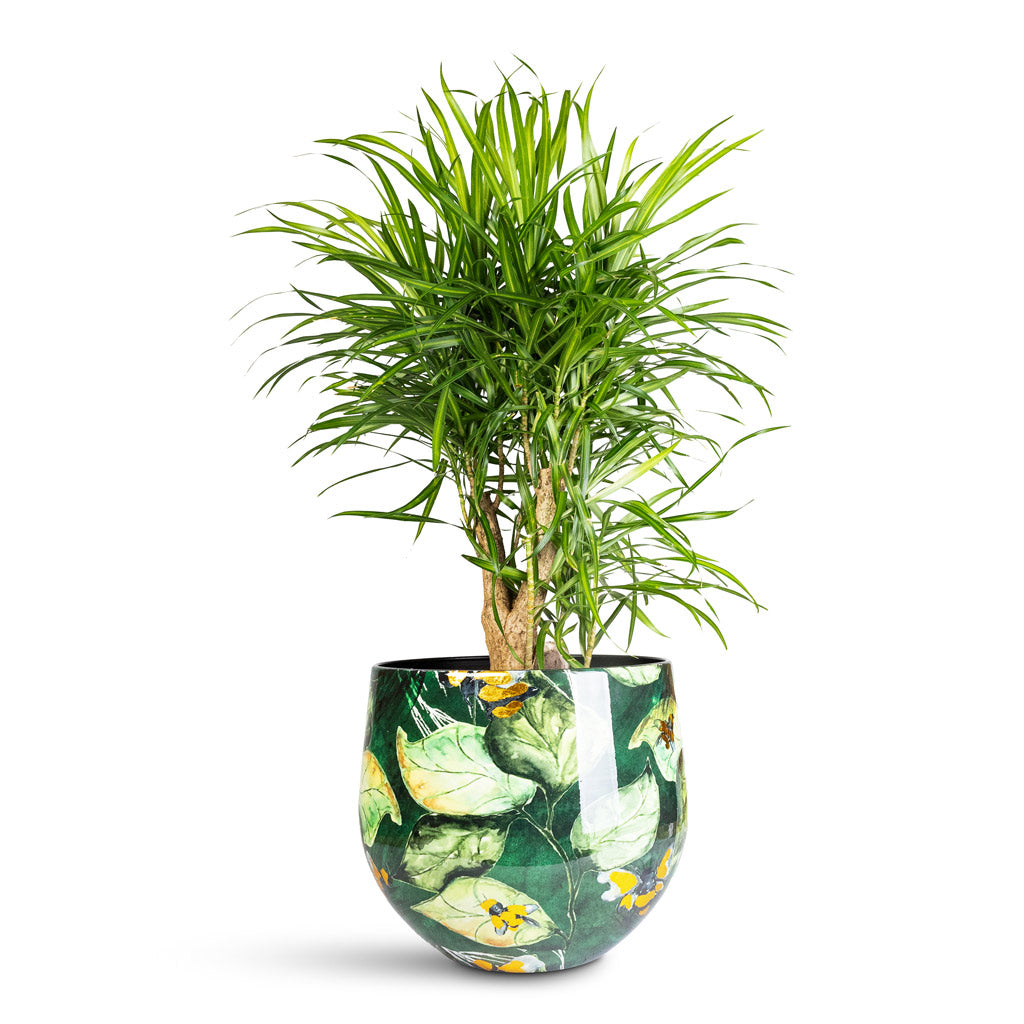Lammie Pot Bee Green - 33x28cm In  Dracaena reflexa Anita Branched - 21x80cm