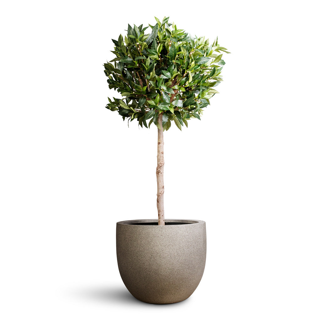 Laurel Ball Artificial In Grigio New Egg Pot Planter Natural Concrete 