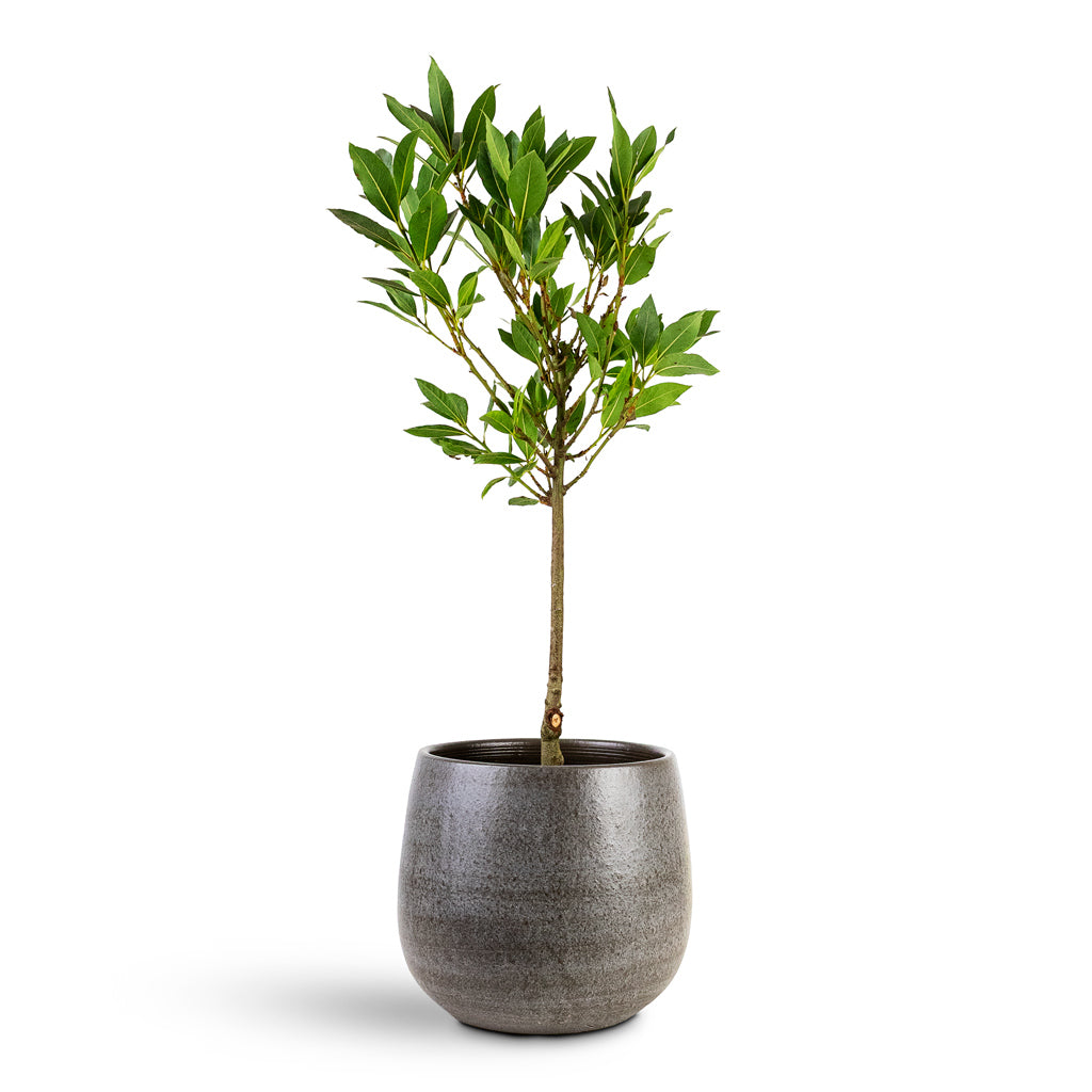 Laurus nobilis Bay House Plant In Esra Pot Graphite