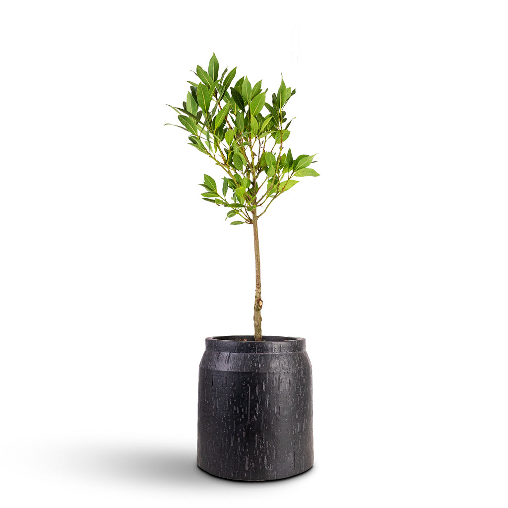 Laurus nobilis Bay House Plant In Raindrop Cylinder Jar Planter Anthracite