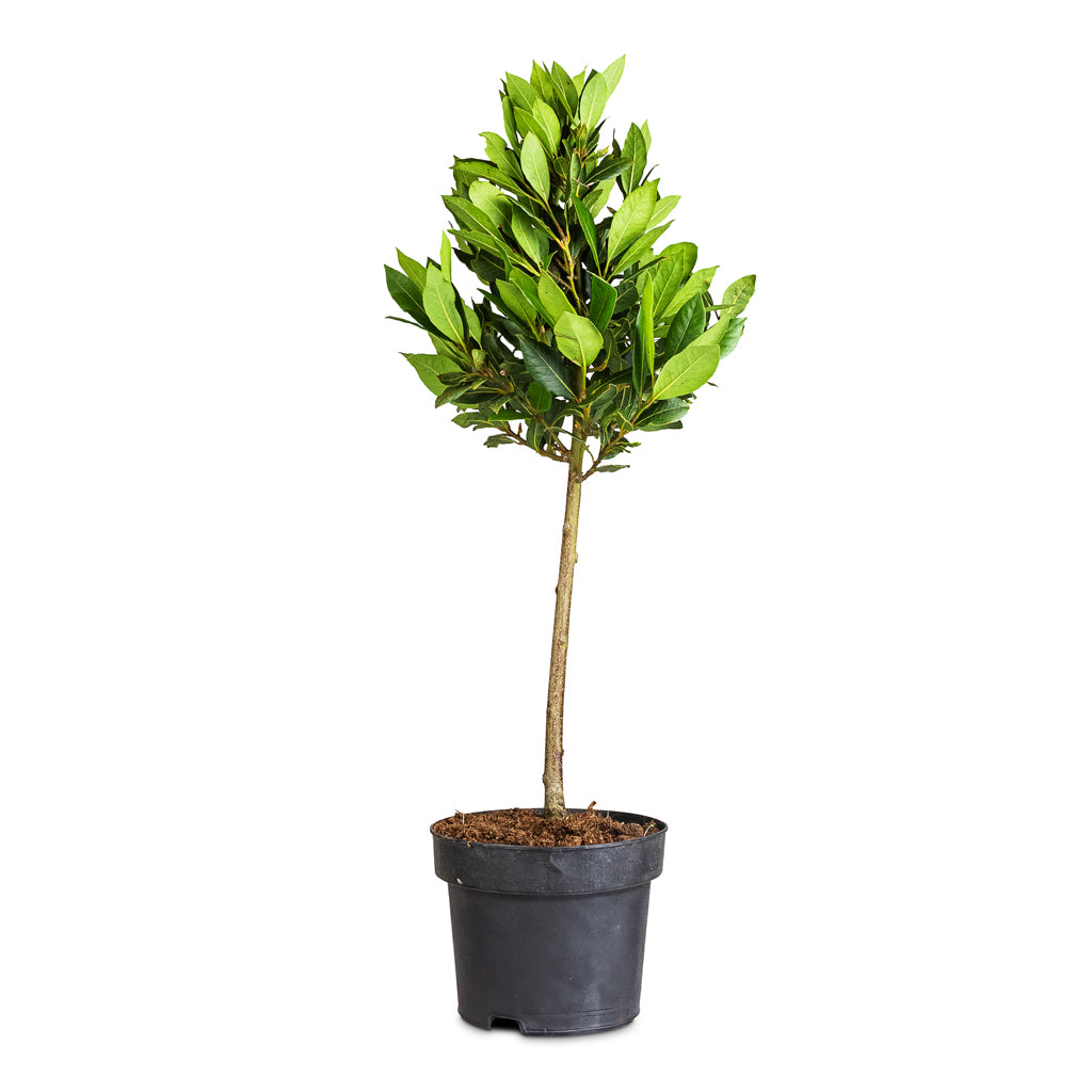 Laurus nobilis Bay - 17x60cm