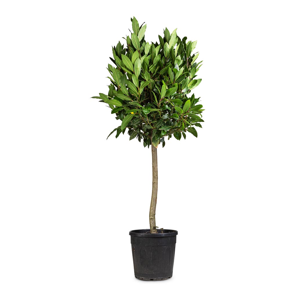 Laurus nobilis - Bay Tree