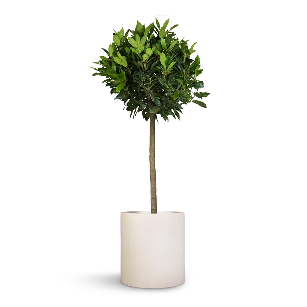 Laurus nobilis - Bay Tree &amp; Max Refined Planter - Natural White