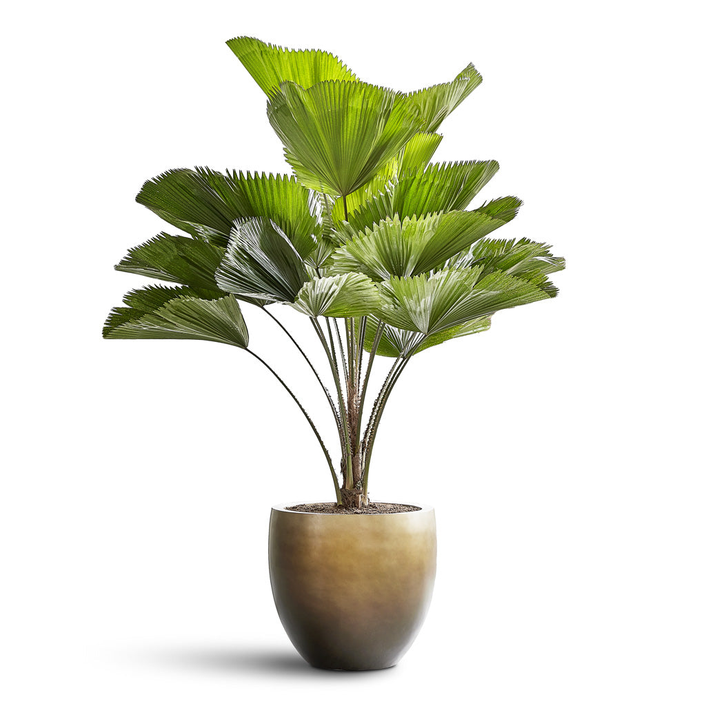 Licuala grandis Ruffled Fan Palm In Baq Gradient Balloon Matt Honey