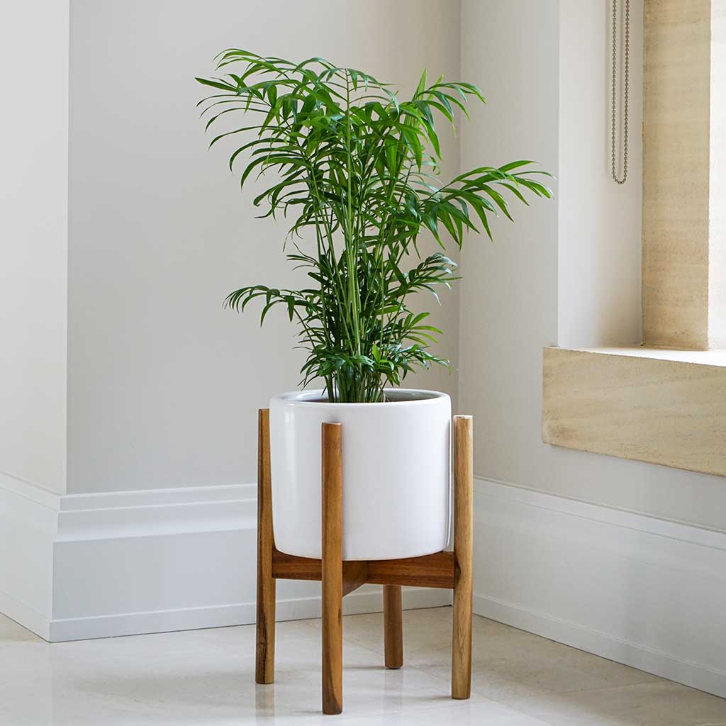 Anzio Plant Pot with Wooden Stand - Stone White
