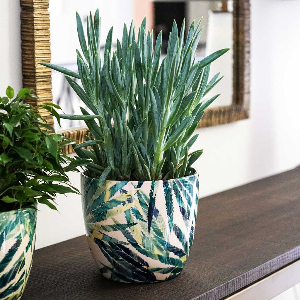 Monza Plant Pot - Botanical Fern & Houseplants