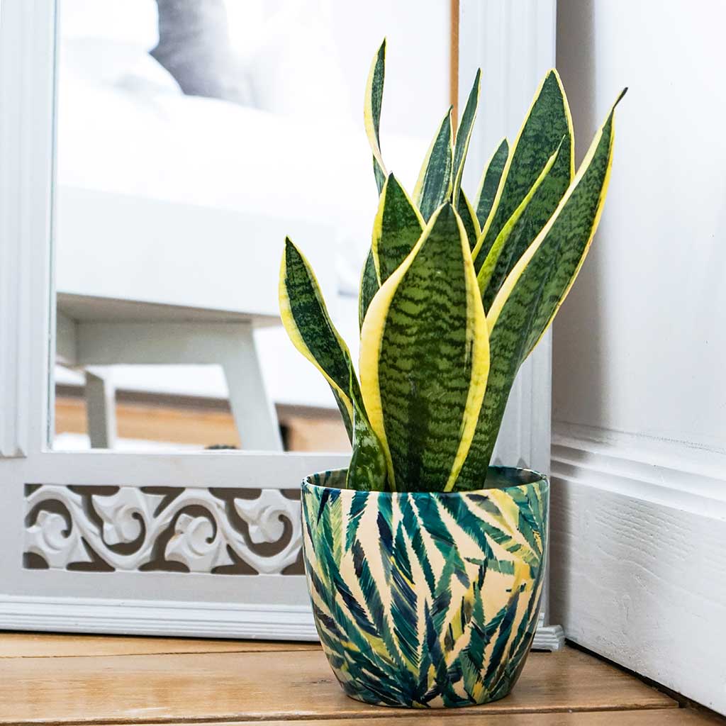 Monza Plant Pot - Botanical Fern & Sanseveria on Floor