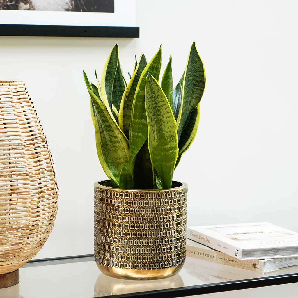 Solis Embossed Plant Pot - Gold & Sanseveria
