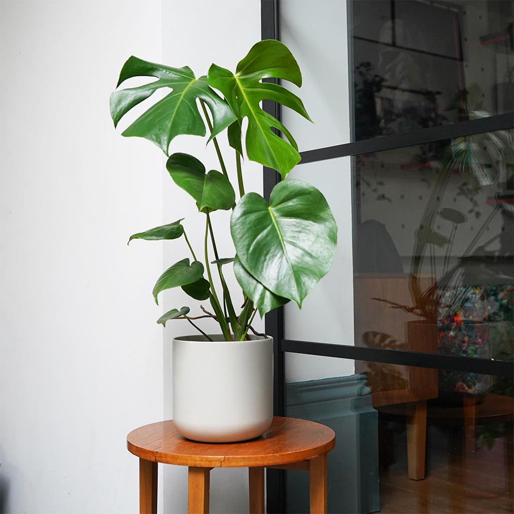 Lisbon Plant Pot - Light Grey & Monstera Deliciosa