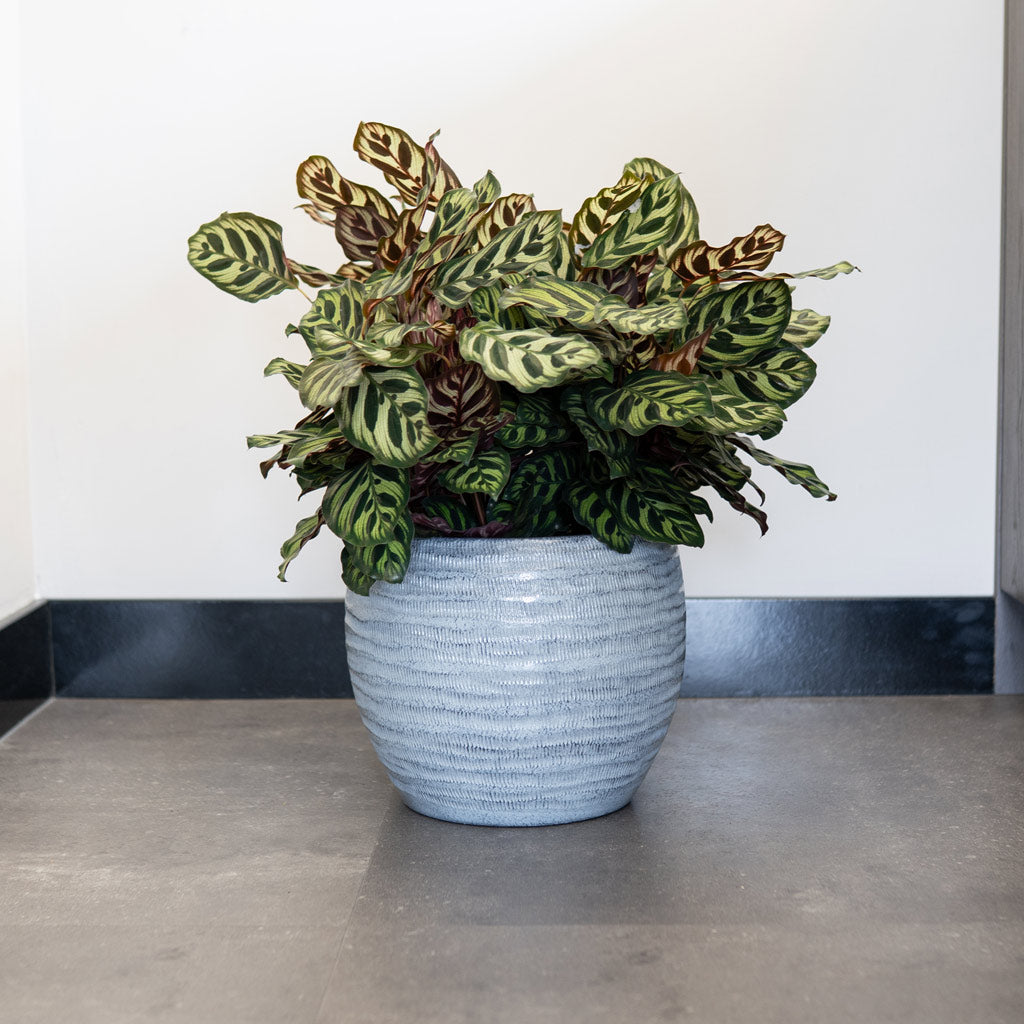 Manuel Shiny grey Plant pot on the floor as a lifestyle image
