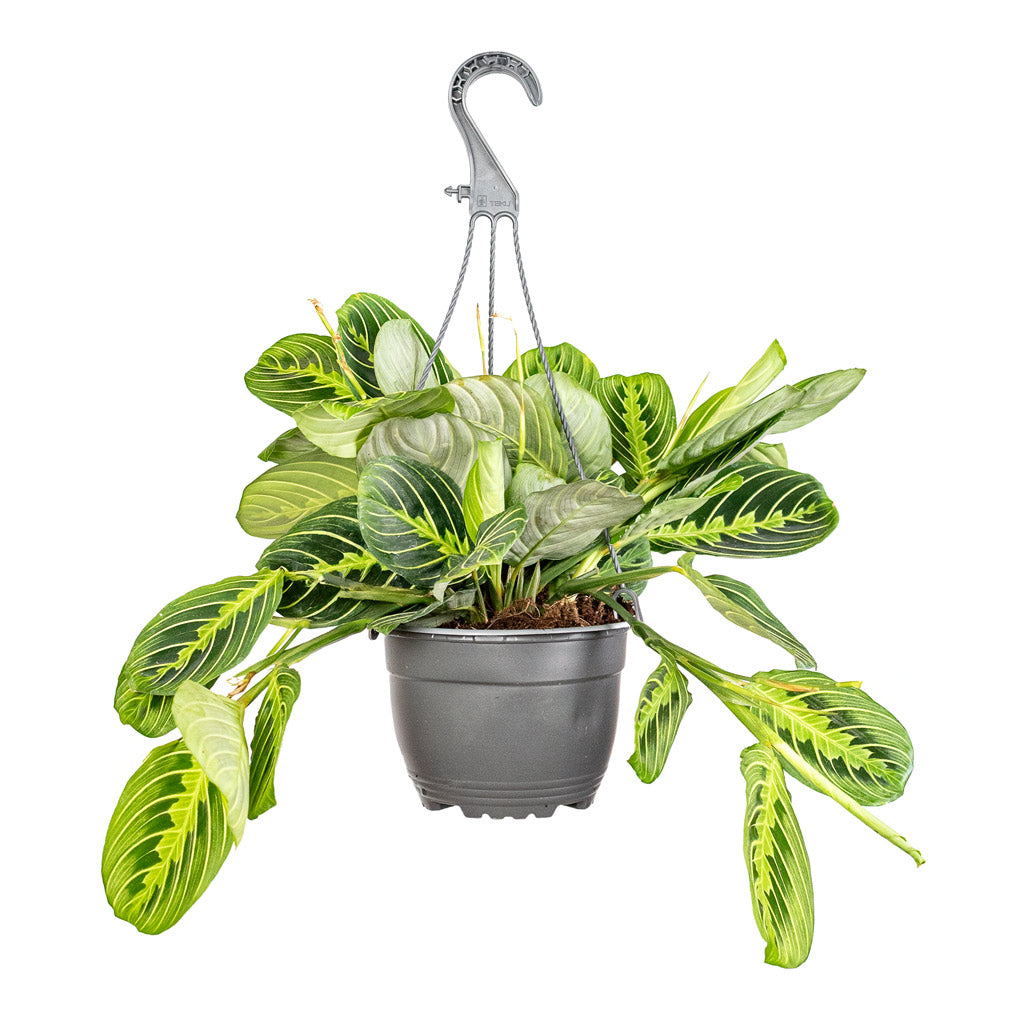 Maranta erythroneura Lemon Lime 15x40cm