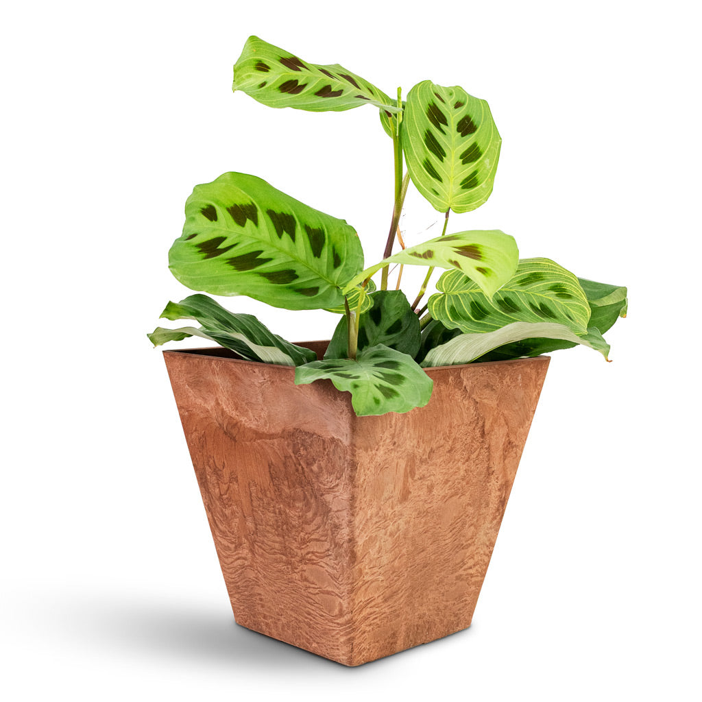 Maranta kerchoveana Rabbit's Foot House Plant In Ella Artstone Pot Oak 