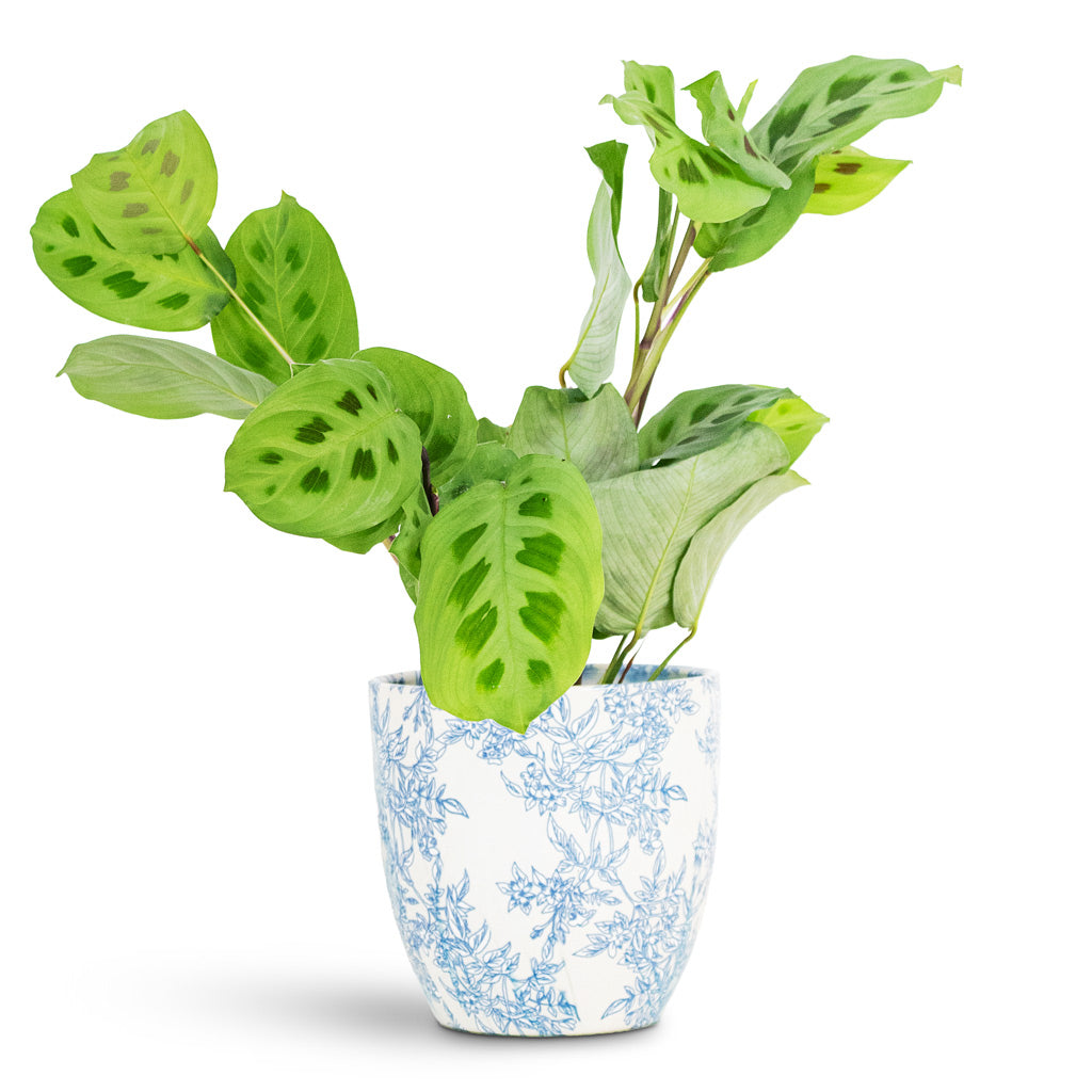 Maranta kerchoveana Rabbit's Foot 12x25cm House Plant In Monza Pot Vintage Foliage 13x12cm