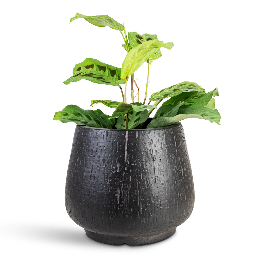 Maranta kerchoveana Rabbit's Foot House Plant In Raindrop Rounded Darcy Planter Anthracite