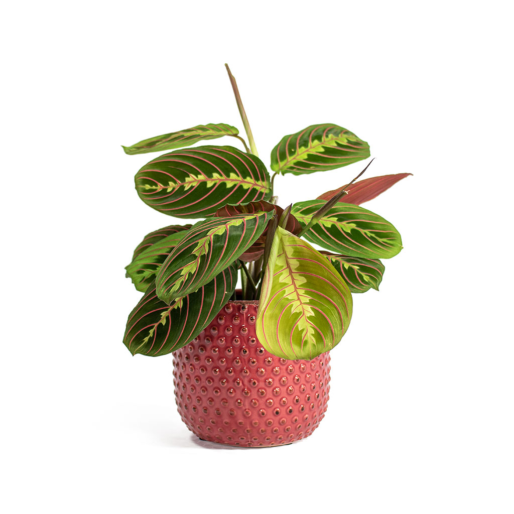 Cool & Trendy Houseplants
