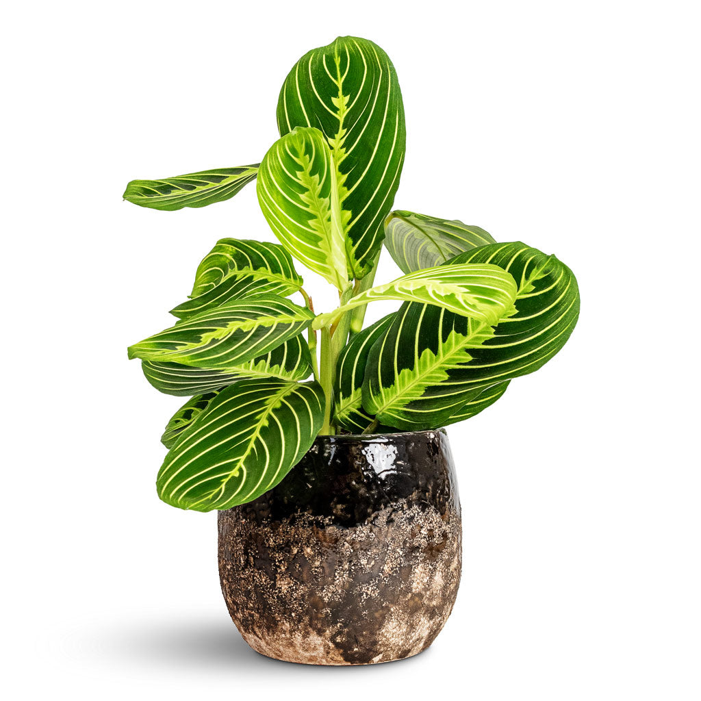 Maranta leuconeura var. erythroneura Lemon Lime - 12x35cm &amp; Lindy Plant Pot Black - 16x13cm