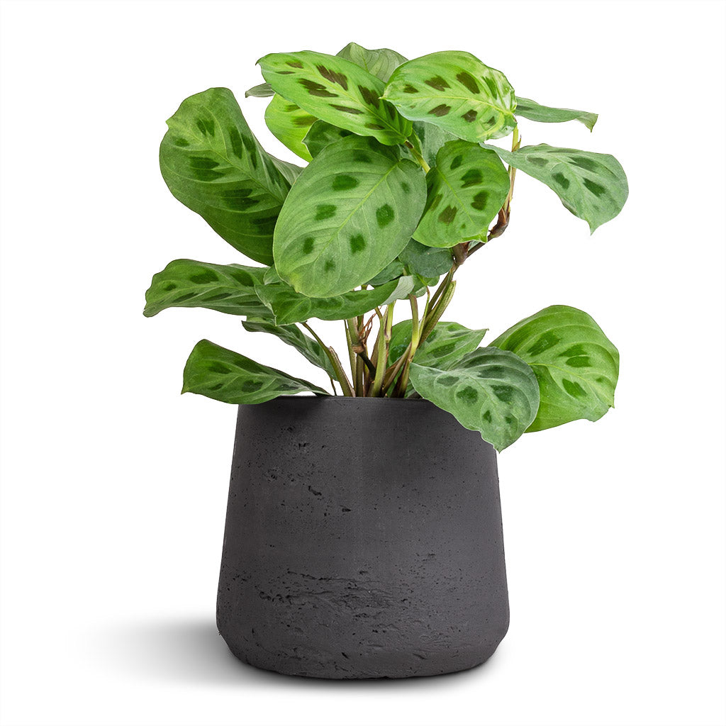 Maranta leuconeura var. kerchoveana - Rabbit's Foot &amp; Patt Plant Pot - Black Washed