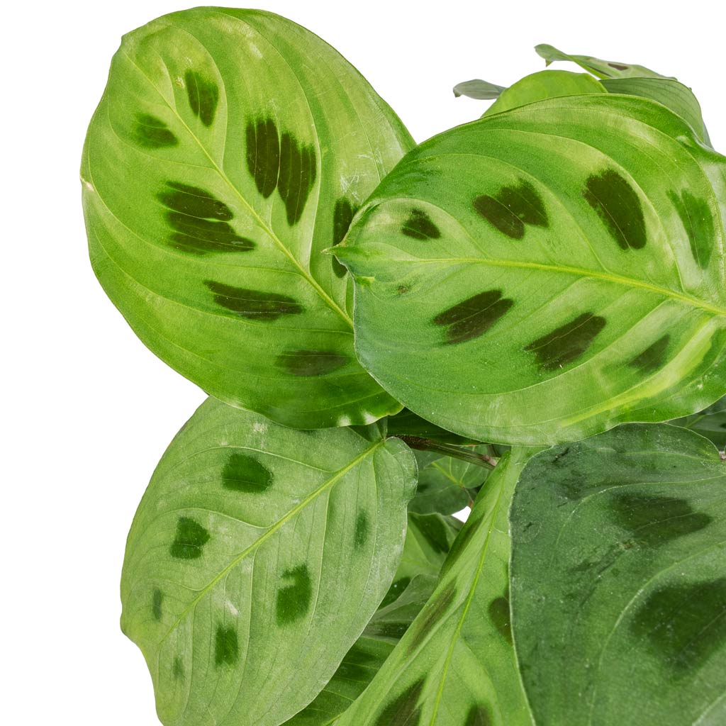 Maranta leuconeura var. kerchoveana - Rabbit's Foot & Patt Plant Pot - Black Washed