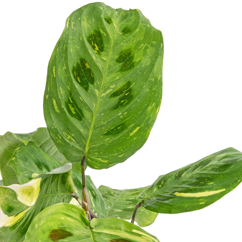 Maranta leuconeura var. kerchoveana - Variegated Rabbit's Foot & Nolan Plant Pot - Pine