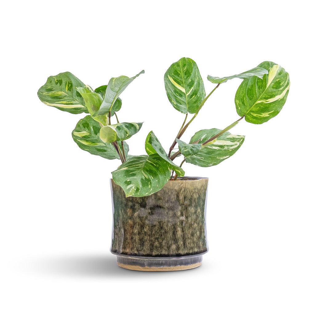 Maranta leuconeura var. kerchoveana - Variegated Rabbit's Foot &amp; Nolan Plant Pot - Pine