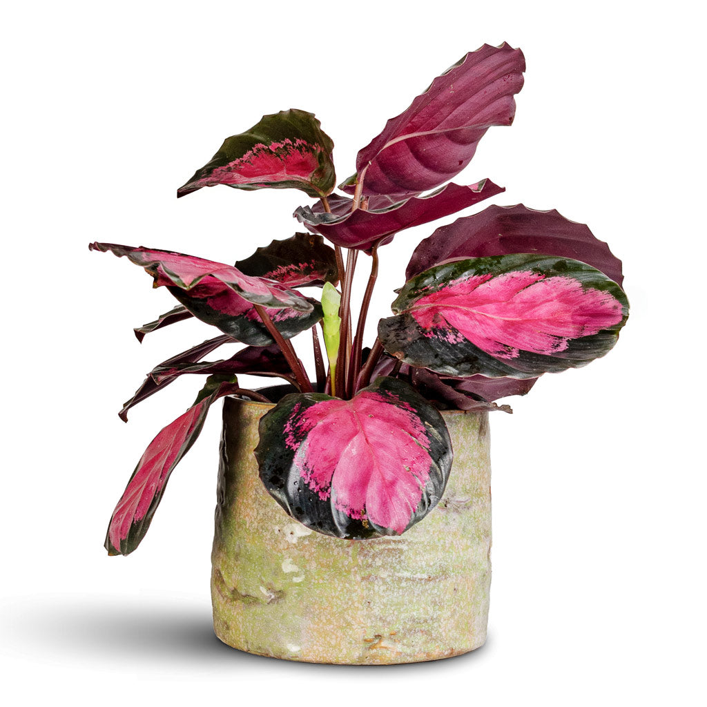 Masha Pot Mint 15x12cm Calathea picturata Crimson 12x35cm