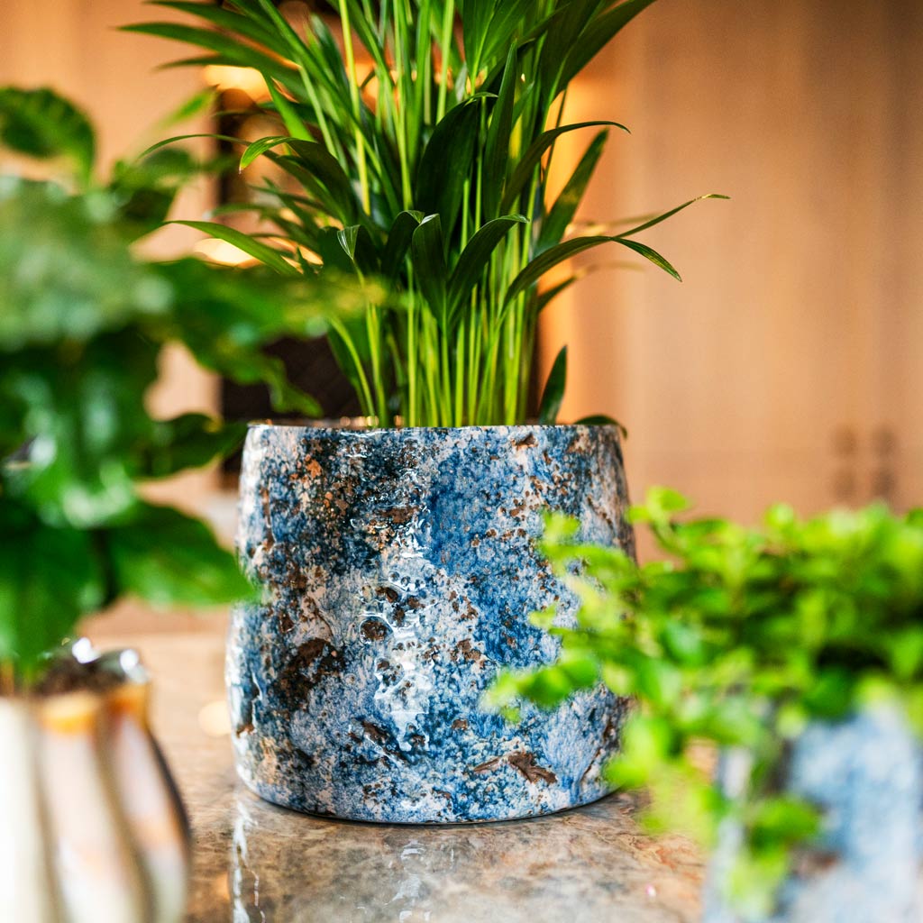 Areca Palm In Masha Kobalt 