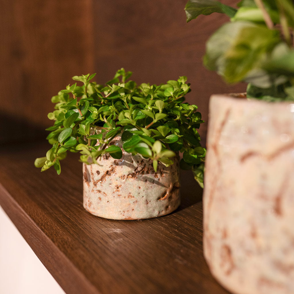 Trailing Jade Plant In Masha Mint