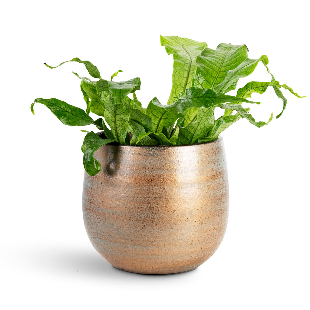 Microsorum musifolium Crocodyllus House Plant In Esra Pot Champagne 