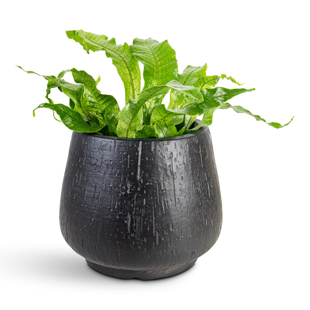 Microsorum musifolium Crocodyllus House Plant In Raindrop Rounded Darcy Planter Anthracite 