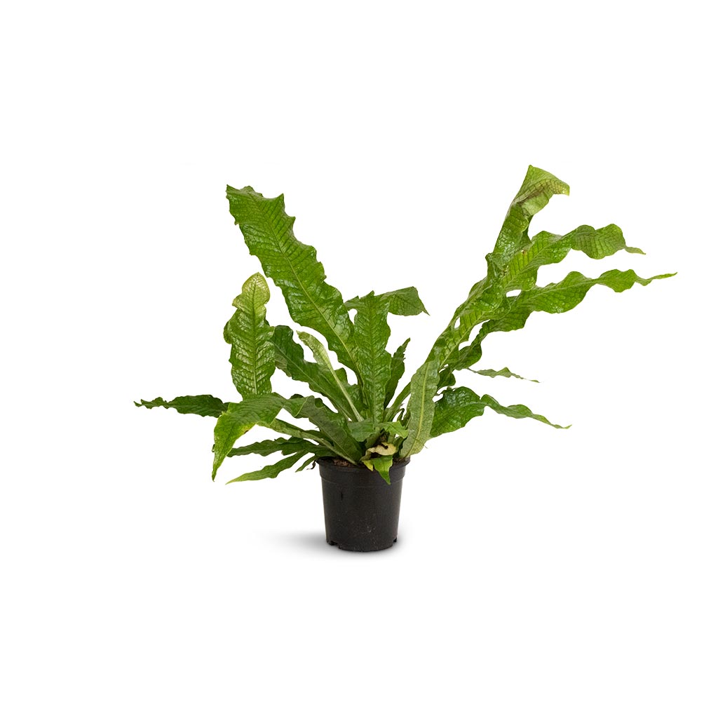 Microsorum musifolium Crocodyllus - Crocodile Fern Large