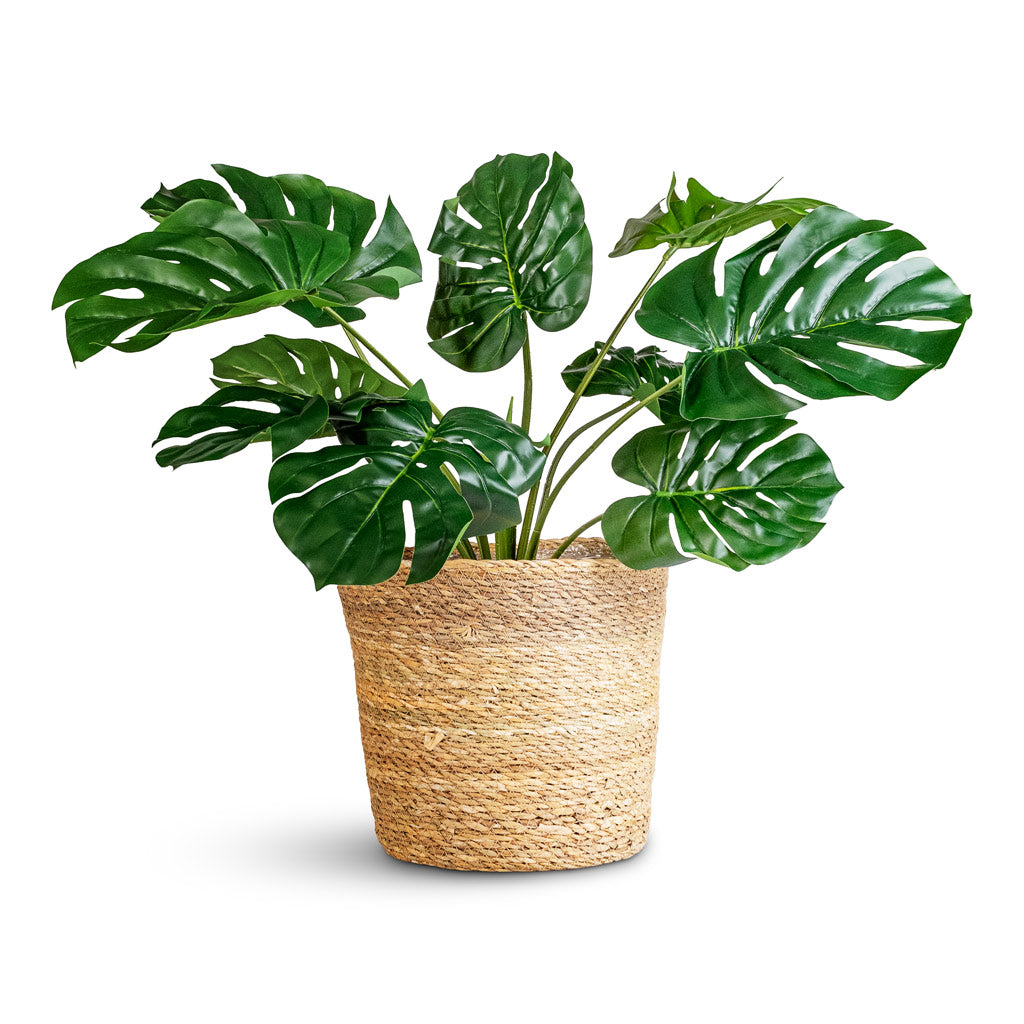 Monstera Bush Swiss Cheese Plant In Artificial In Igmar Basket Natural