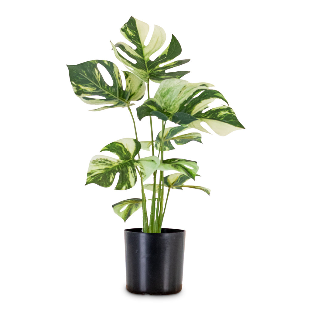 Monstera Bush Variegated Swiss Cheese Plant Potted Artificial 40cm