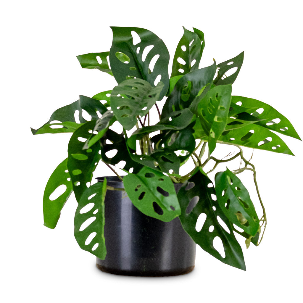 Monstera Monkey Mask Potted Artificial 55cm