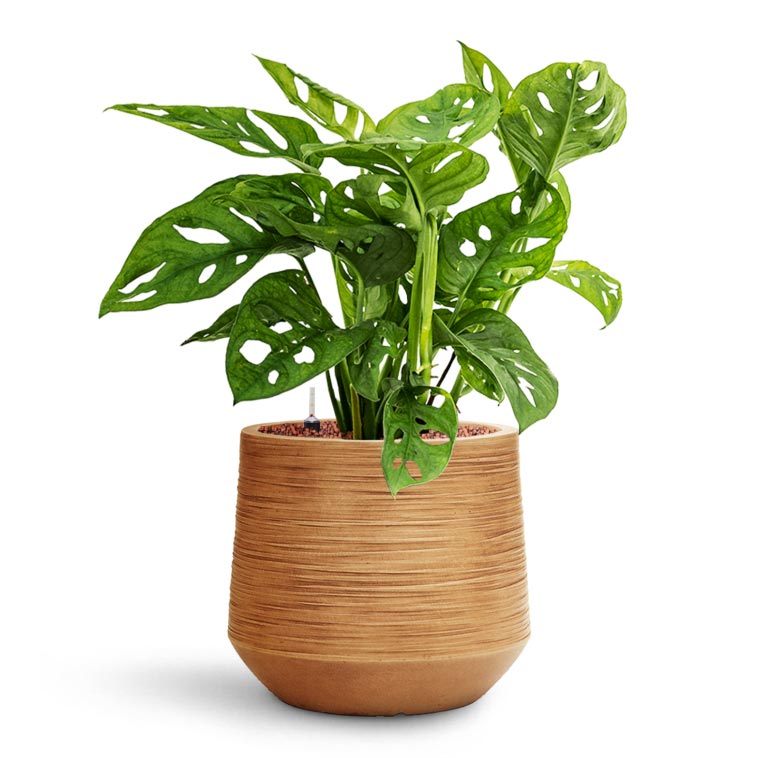 Monstera adansonii - Philodendron Monkey Mask - HydroCare & Dune Darcy Planter - Almond