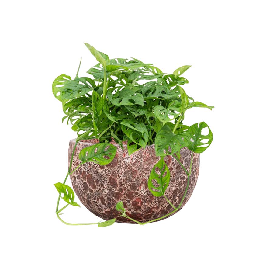 Monstera adansonii - Philodendron Monkey Mask - Hydroculture & Lava Bowl Relic Planter - Pink