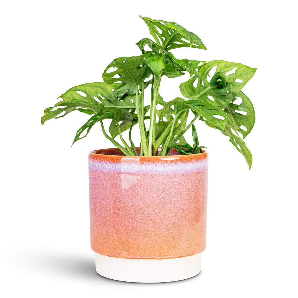 Monstera adansonii Monkey Mask 12x30cm House Plant In Copenhagen Pot Pink 15.5x16cm