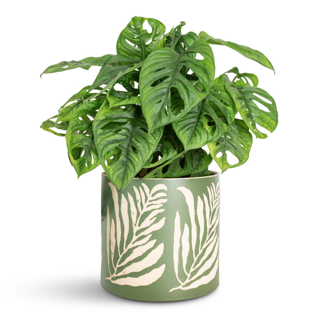 Monstera adansonii Monkey Mask 15x40cm Leaf Pot Green 