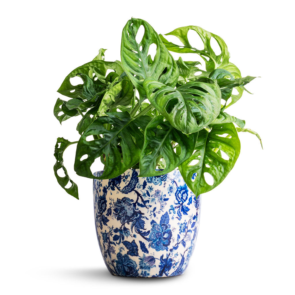 Monstera adansonii - Philodendron Monkey Mask & Monza Plant Pot - Vintage Blue