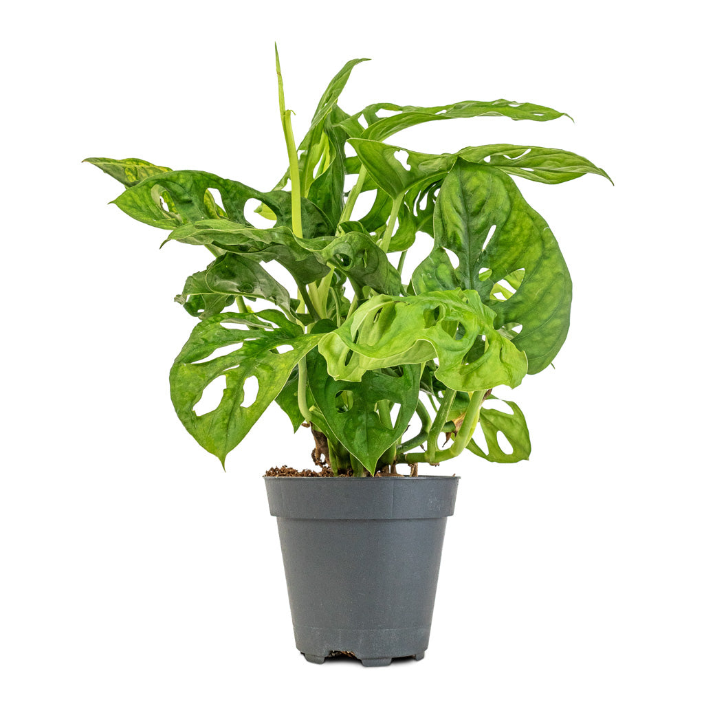 Monstera adansonii - Philodendron Monkey Mask