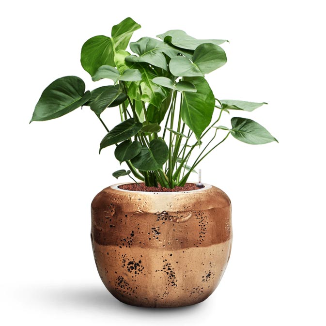 Monstera deliciosa - HydroCare & Opus Raw Couple Planter - Gold