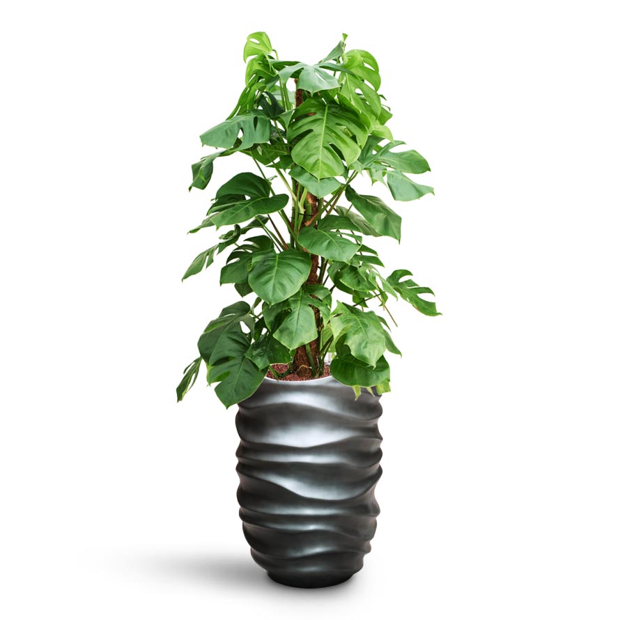 Monstera deliciosa - Moss Pole - HydroCare & Gradient Lee Partner Planter - Matt Grey