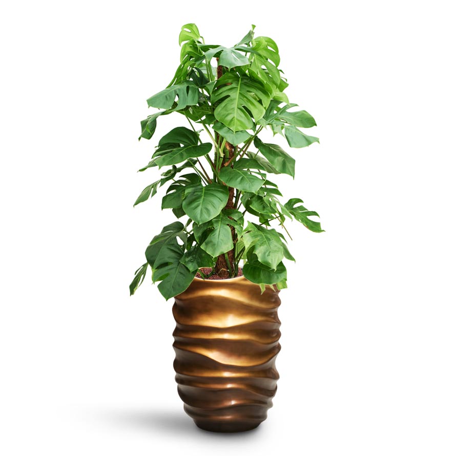 Monstera deliciosa - Moss Pole - HydroCare & Gradient Lee Partner Planter - Matt Honey