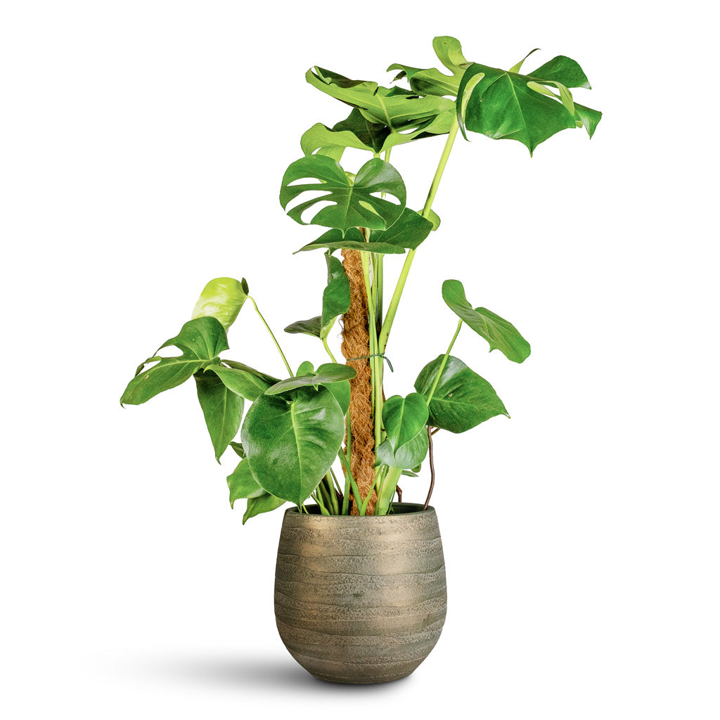 Monstera deliciosa Moss Pole 19x80cm Joyce Pot Shiny Olive 31x28cm